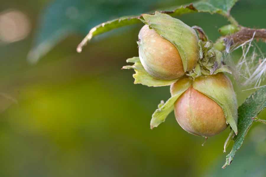 Hazel nuts